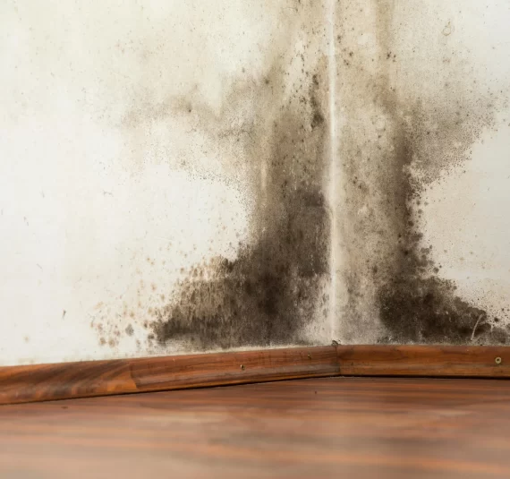 Mold and Mildew Remediation